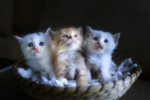 Picture of three cute kittens used as website feedback tool demo image