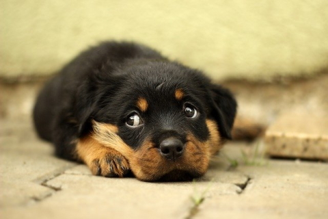 Picture of cute puppy used as website feedback tool demo image