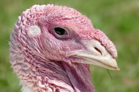 Picture of ugly turkey head used as website feedback tool demo image