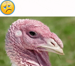 Splat on an ugly turkey head demonstrates how to dislike an item with our website feedback tool