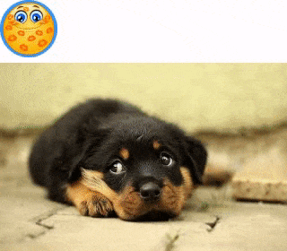 Comment box appears on the kiss on a cute puppy for submitting detailed website feedback